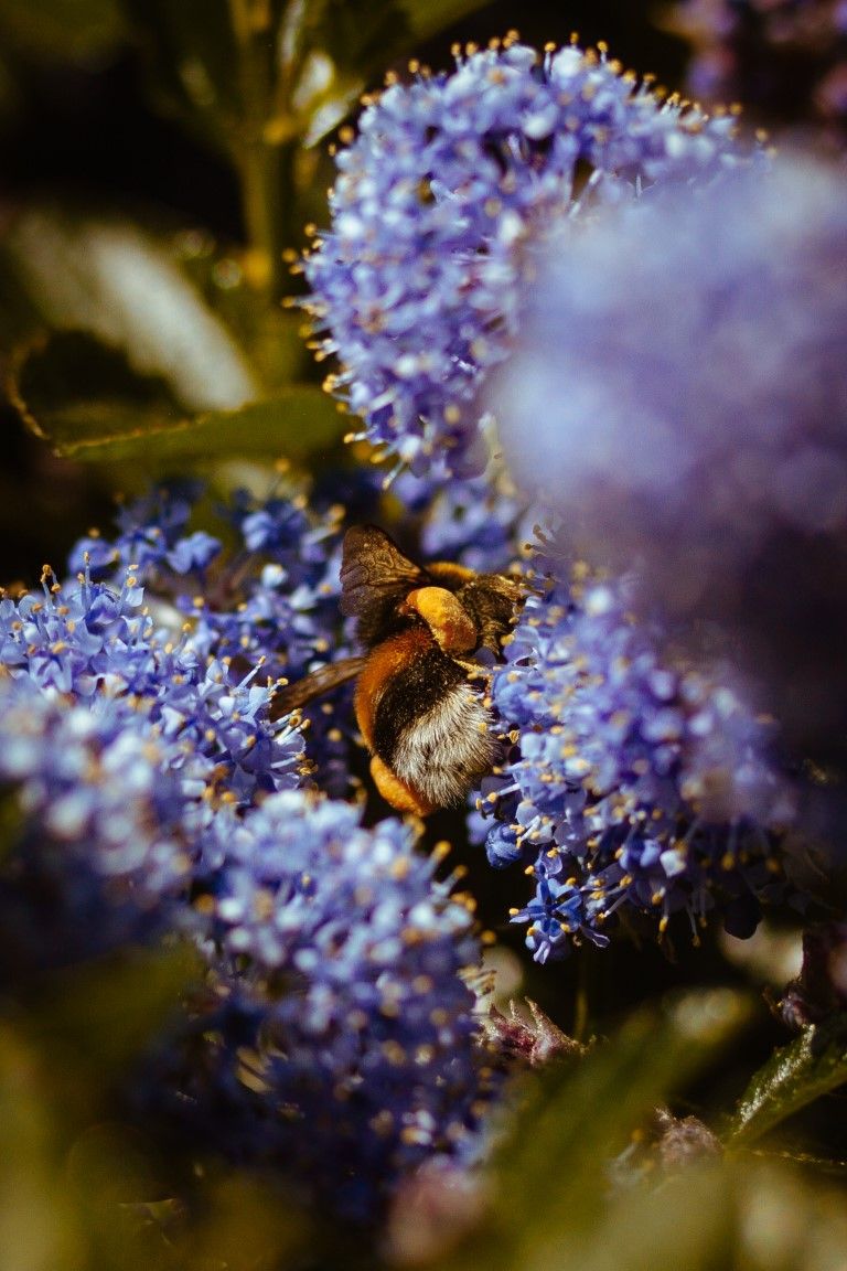 Un bourdon butine le nectar de fleurs de céanothe d'un violet éclatant, dans un jardin luxuriant.
