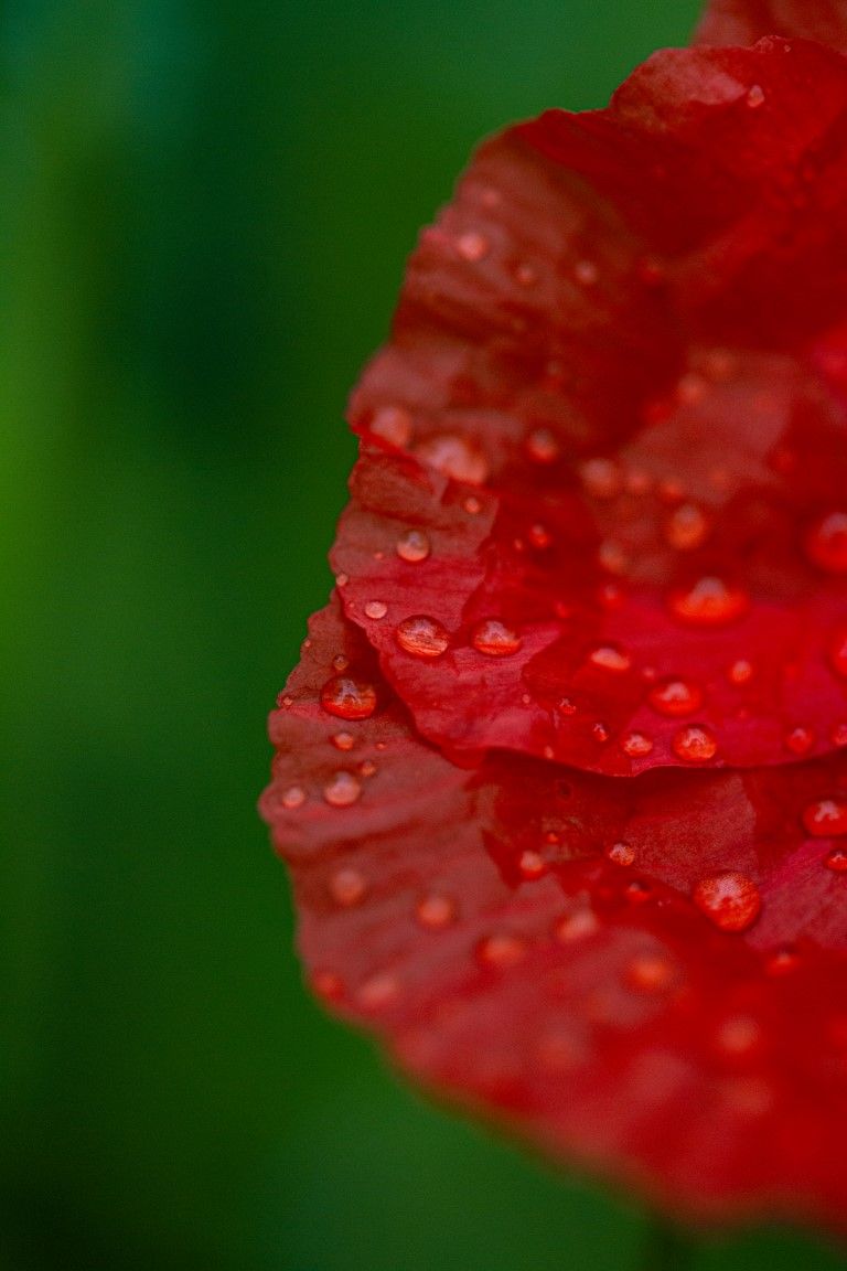 Gros plan d'un pétale de pavot rouge recouvert de gouttelettes d'eau sur fond vert.