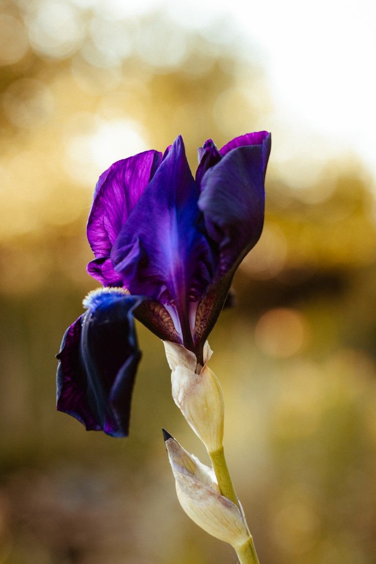 Une magnifique fleur d'iris d'un violet profond s'épanouit sur un fond doré chaud, baigné d'une douce lumière naturelle.