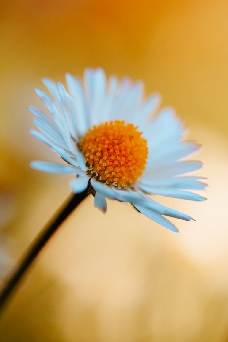 Une marguerite blanche solitaire à cœur orange sur un fond bokeh doré chaud.