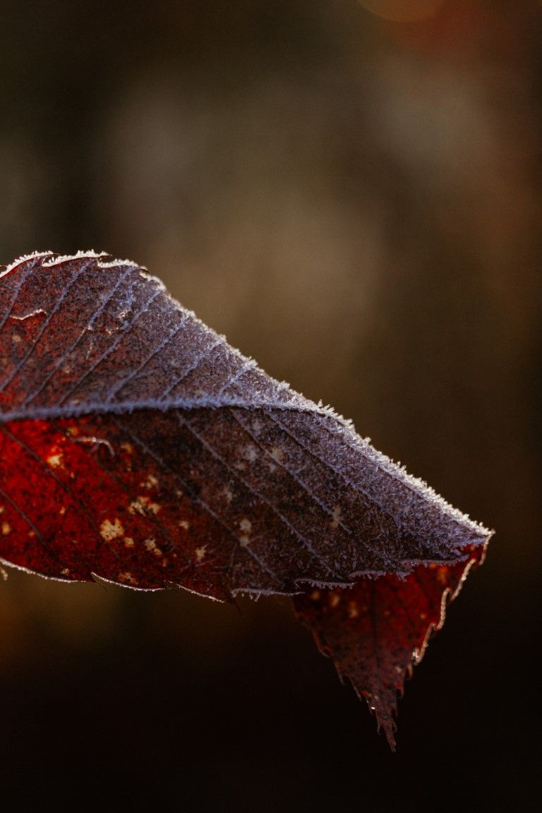 Gros plan macro d'une feuille d'automne rouge givrée, aux nervures détaillées, sur un fond bokeh sombre.