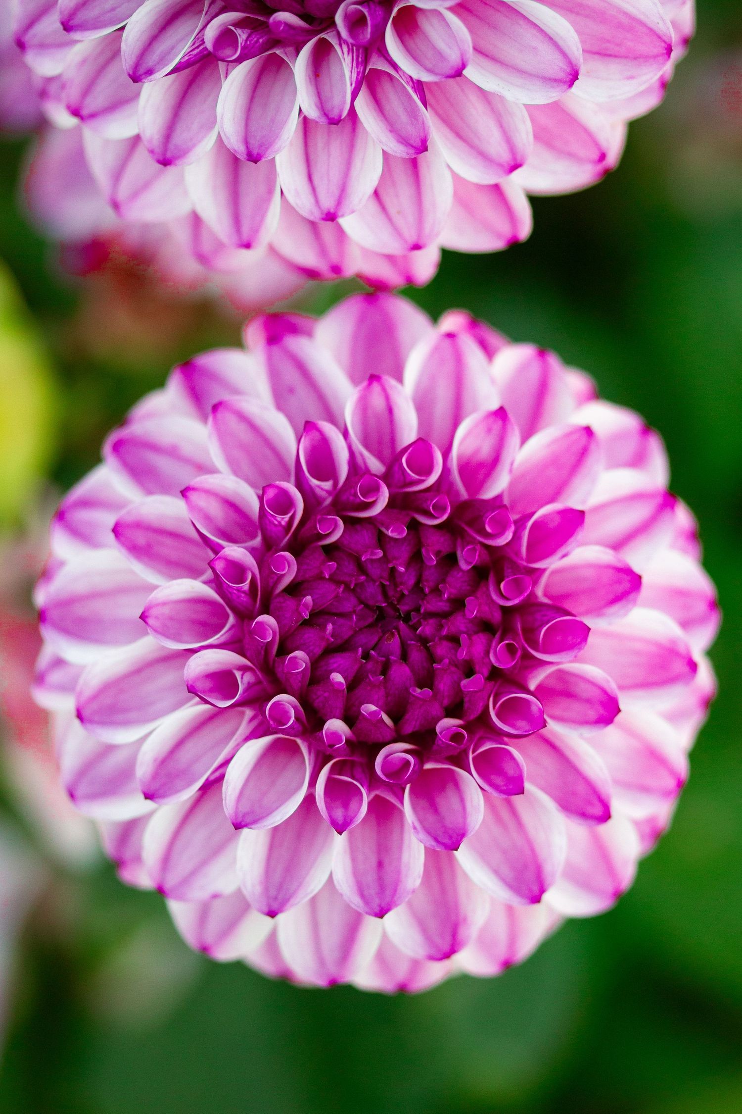 Gros plan sur des dahlias pompons roses et blancs aux pétales étroitement enroulés, en pleine floraison.