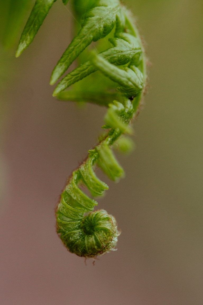 Photo macro en gros plan d'une crosse de fougère verte se déployant en spirale sur un fond flou et doux.