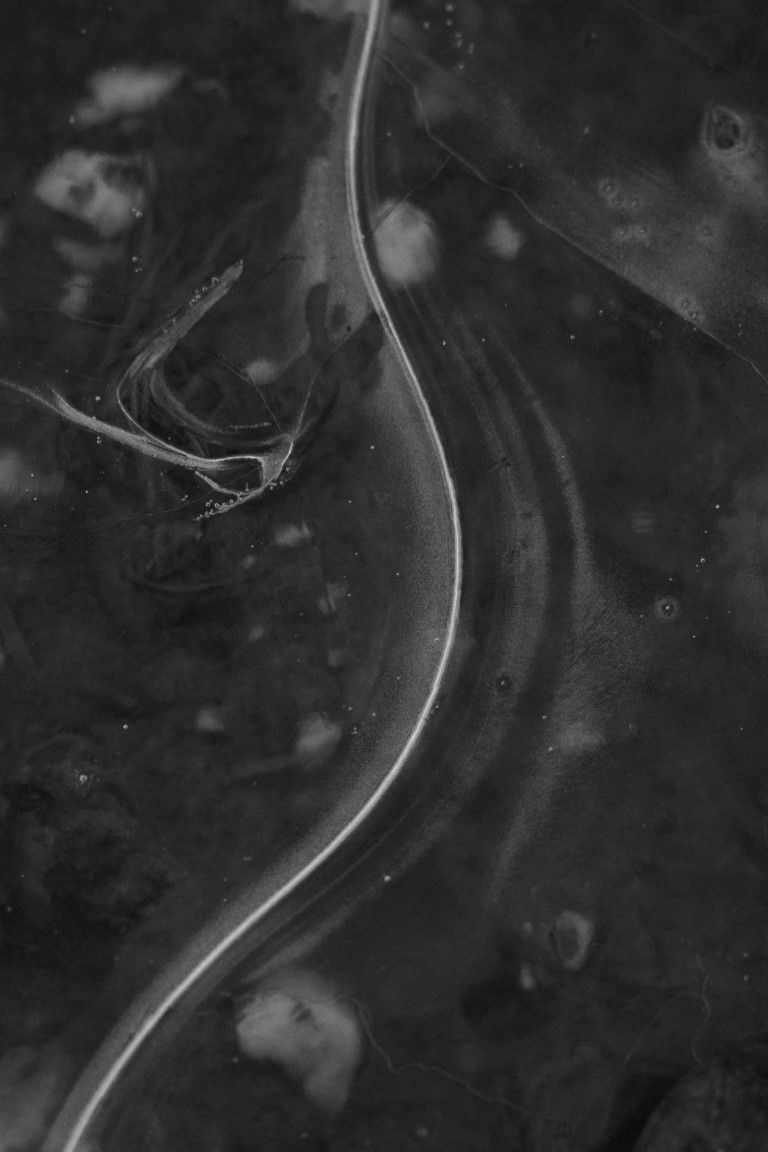 Photographie macro abstraite en noir et blanc de motifs de glace tourbillonnants et de bulles figées sous une surface d'eau sombre.