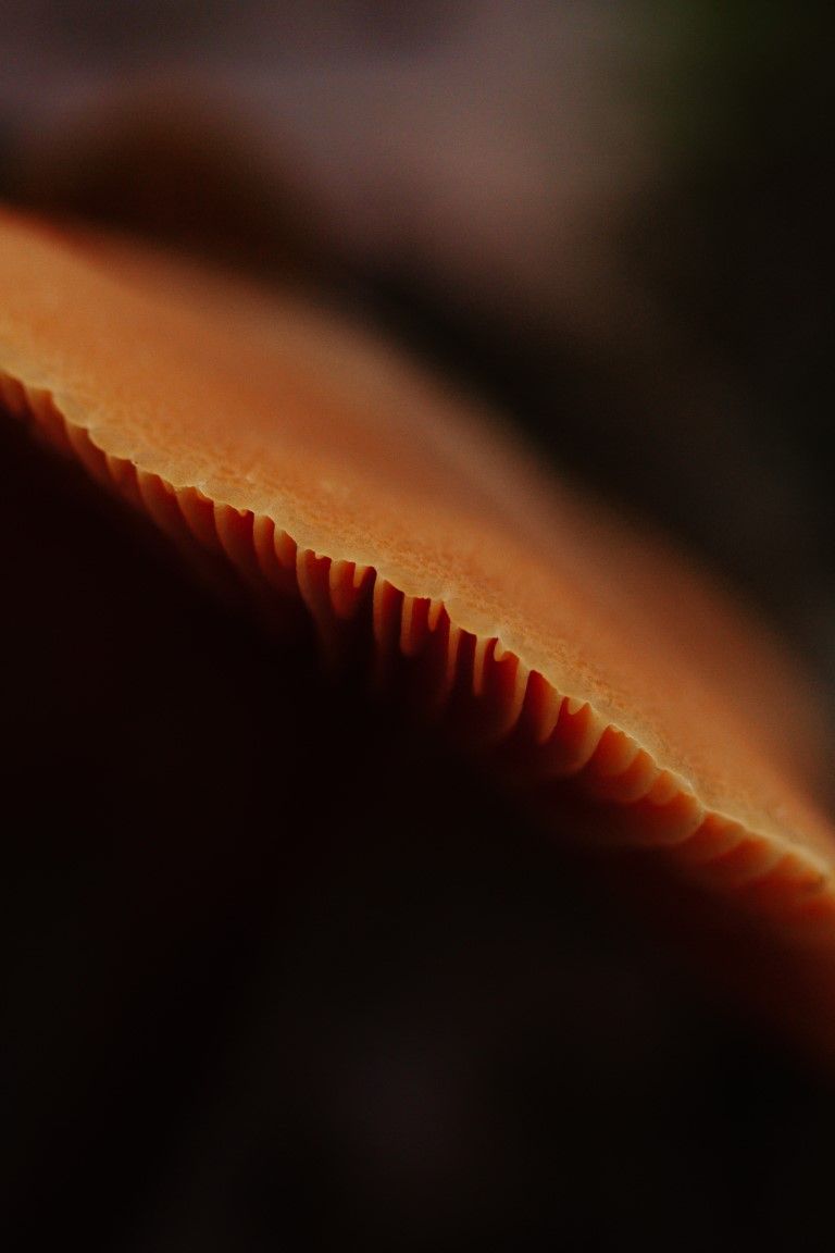 Photo macro extrême des bords des lamelles d'un champignon orange sur un fond sombre flou.