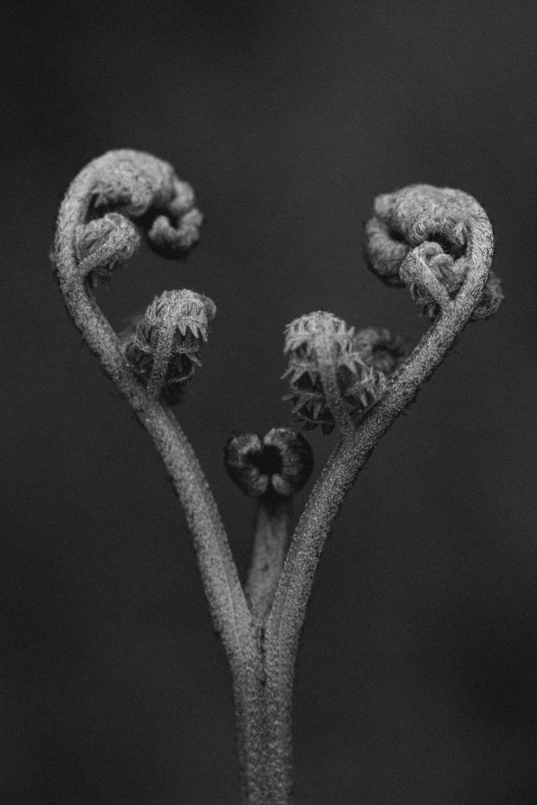 Macrophotographie en noir et blanc de frondes de fougère se déployant et formant un cœur sur fond sombre.