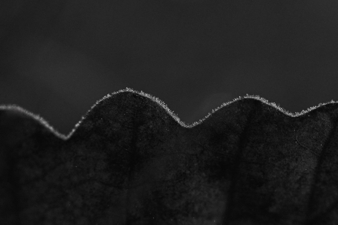 Photographie macro en noir et blanc montrant le bord ondulé et givré d'une feuille sombre sur un fond flou.