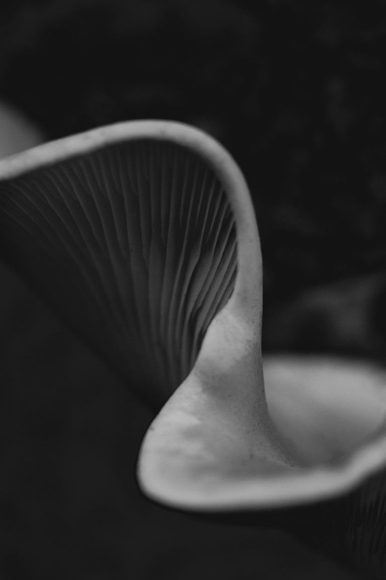 Gros plan d'une macro en noir et blanc de lamelles de champignon montrant des motifs striés complexes et un bord de chapeau incurvé
