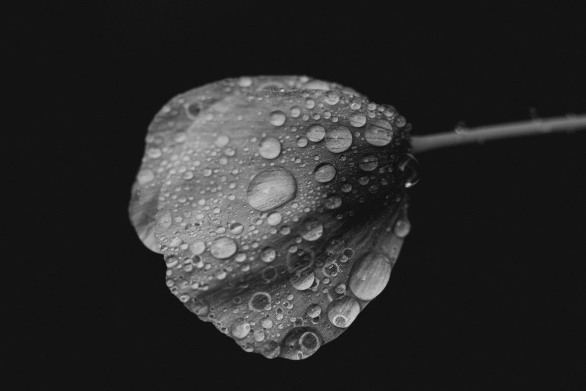 Photo macro en noir et blanc d'un pétale de fleur recouvert de gouttelettes d'eau sur fond sombre.