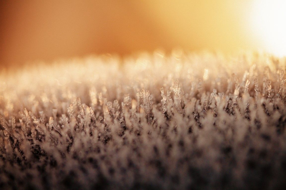 Gros plan sur des brins d'herbe givrés qui luisent sous la chaude lumière dorée du soleil.