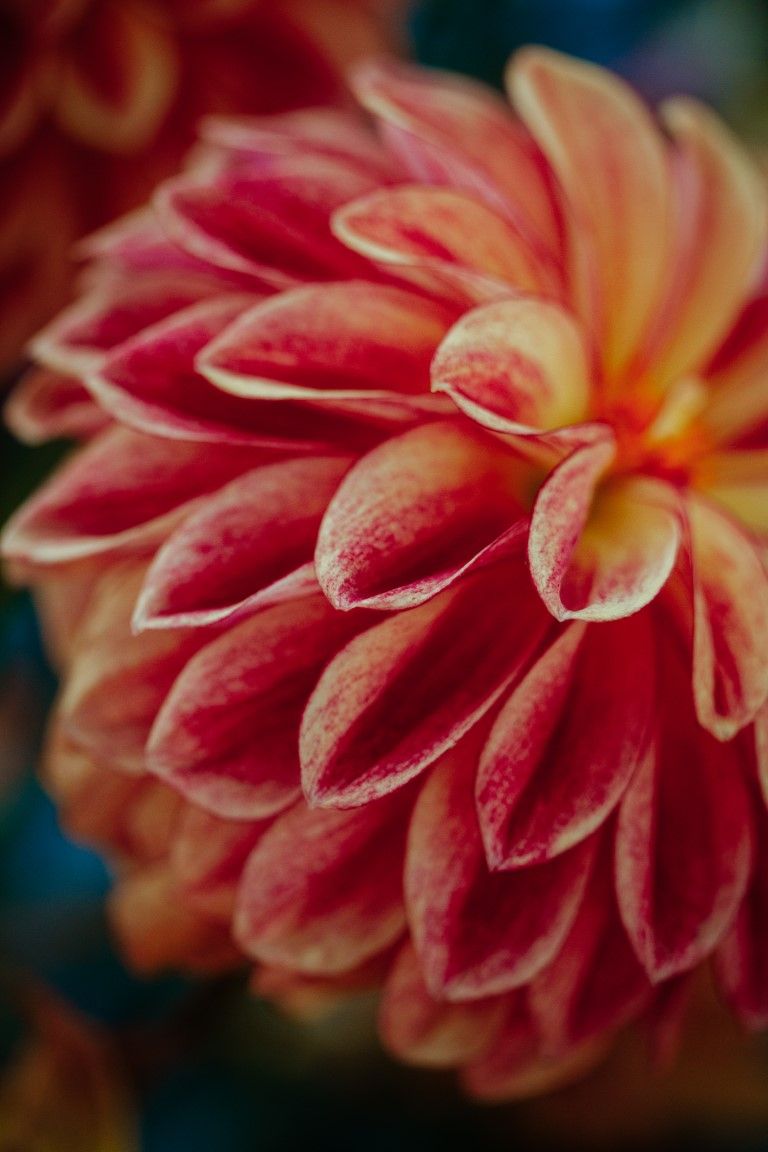 Gros plan d'une fleur de dahlia rouge et jaune aux pétales à pointes blanches sur fond sombre.