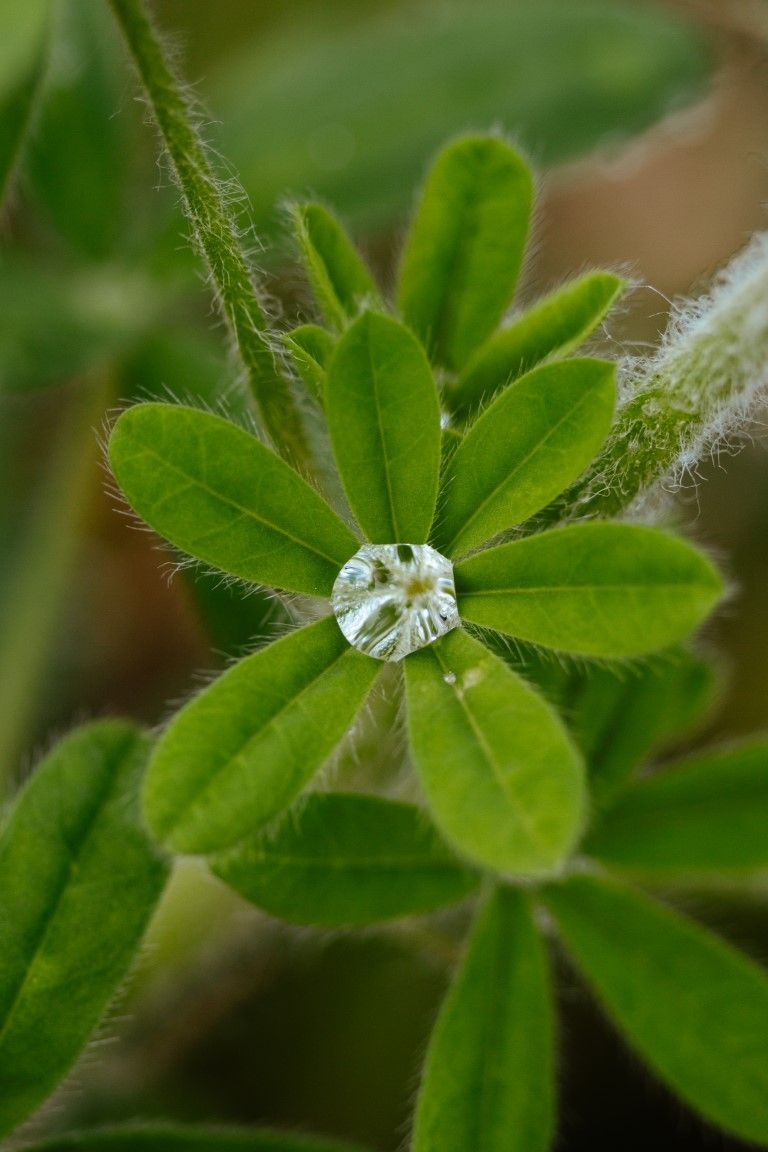 Gros plan macro d'une goutte d'eau isolée au centre d'une spirale de feuilles de lupin vert.