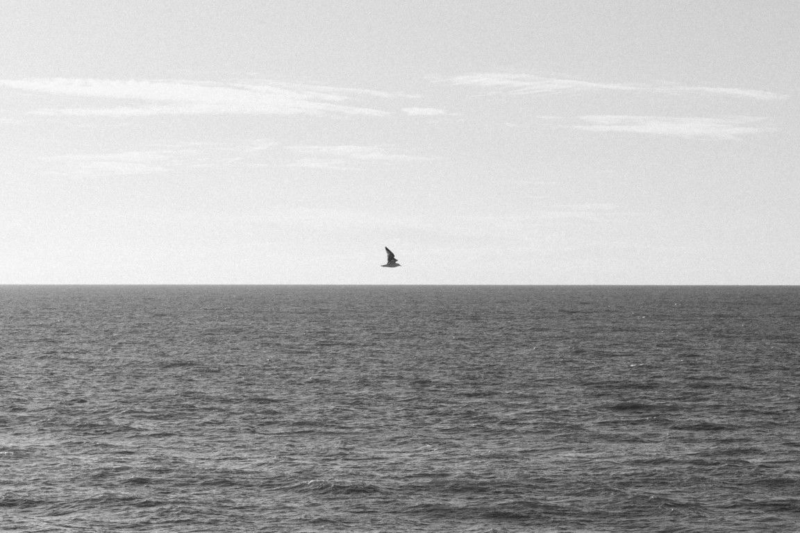 Paysage marin minimaliste en noir et blanc avec un oiseau solitaire survolant les eaux calmes de l'océan.
