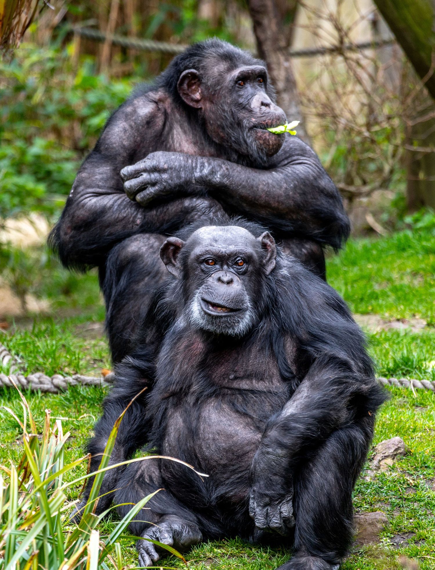 Chimps at Edinburgh Zoo eating