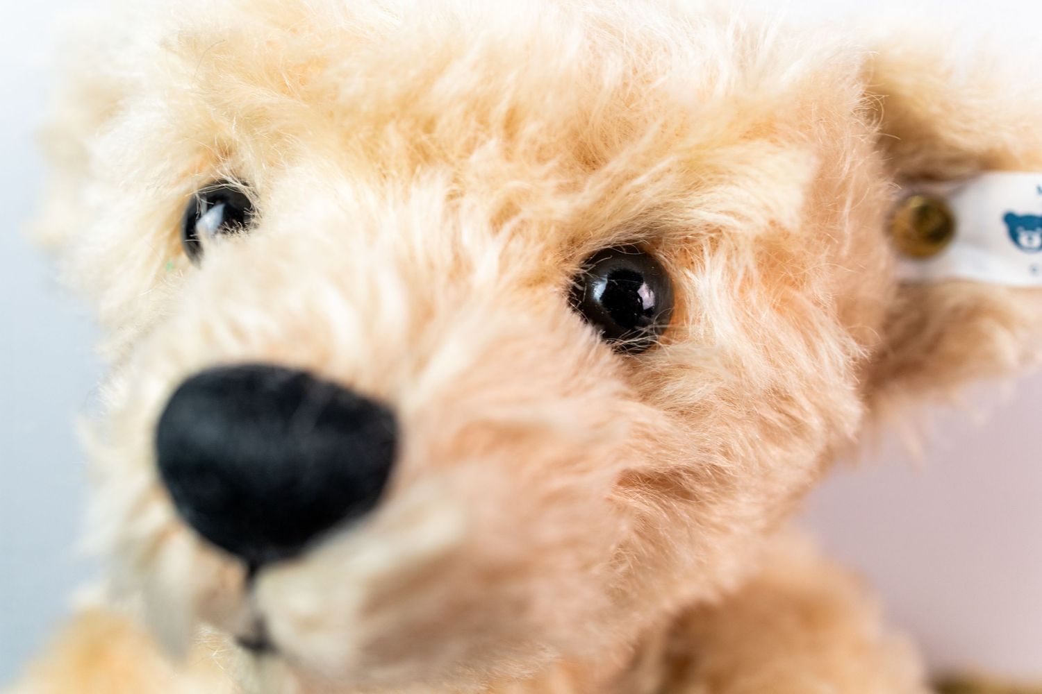 Steiff bear close up