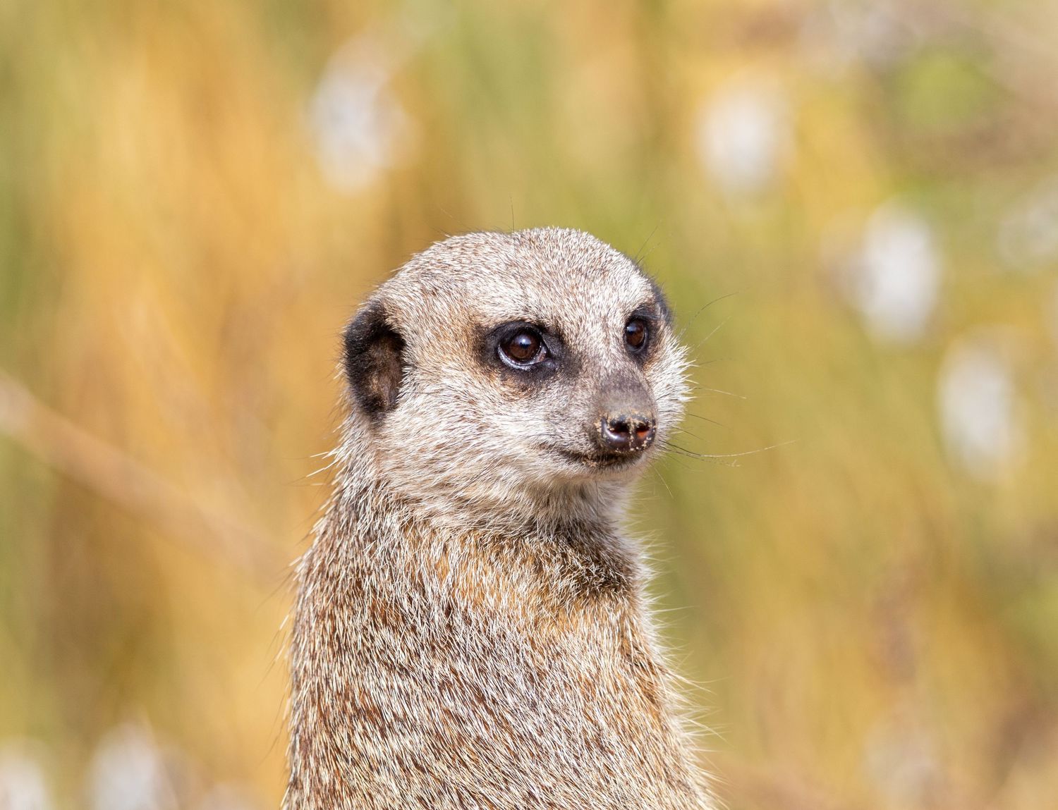 Meerkat at Edinburgh Zoo