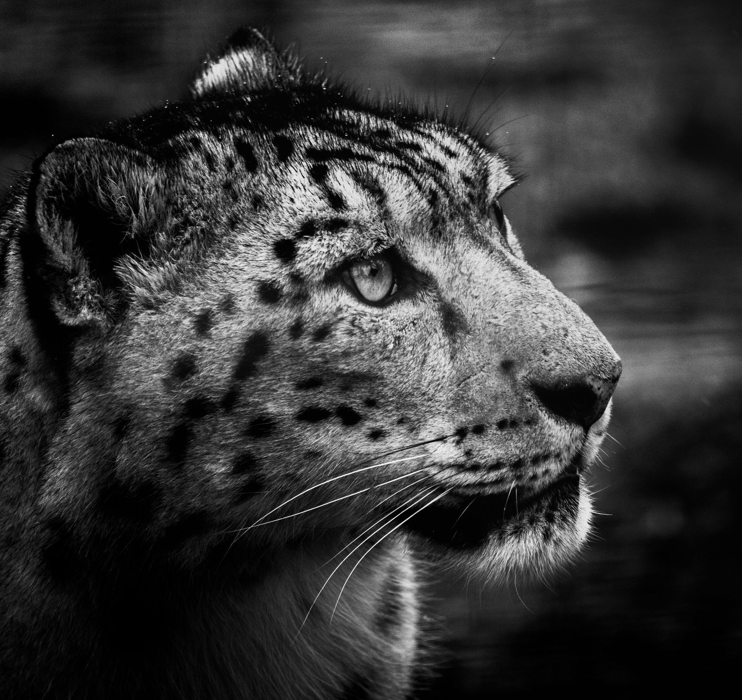 Snow Leopard at Highland Wildlife Park