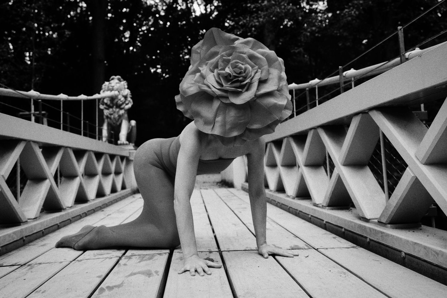 Black and white photo of a dancer on all fours on a wooden bridge, a giant rose flower covering her head.