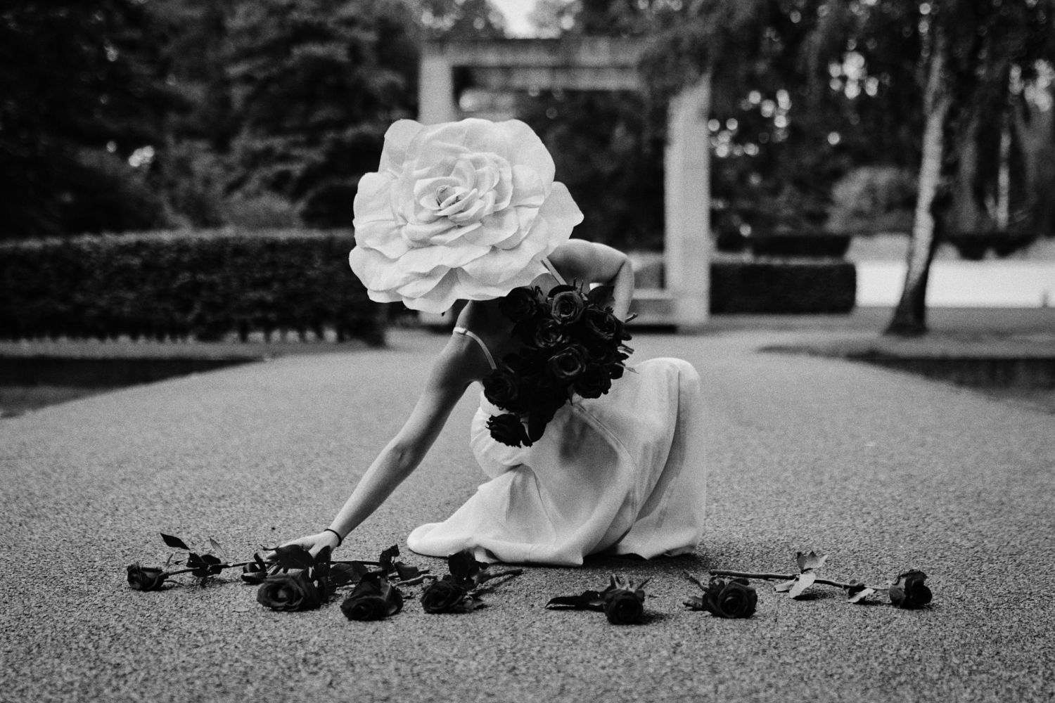 Woman in a white dress and oversized flower hat bends to lay dark roses on a garden path in a black and white photo.