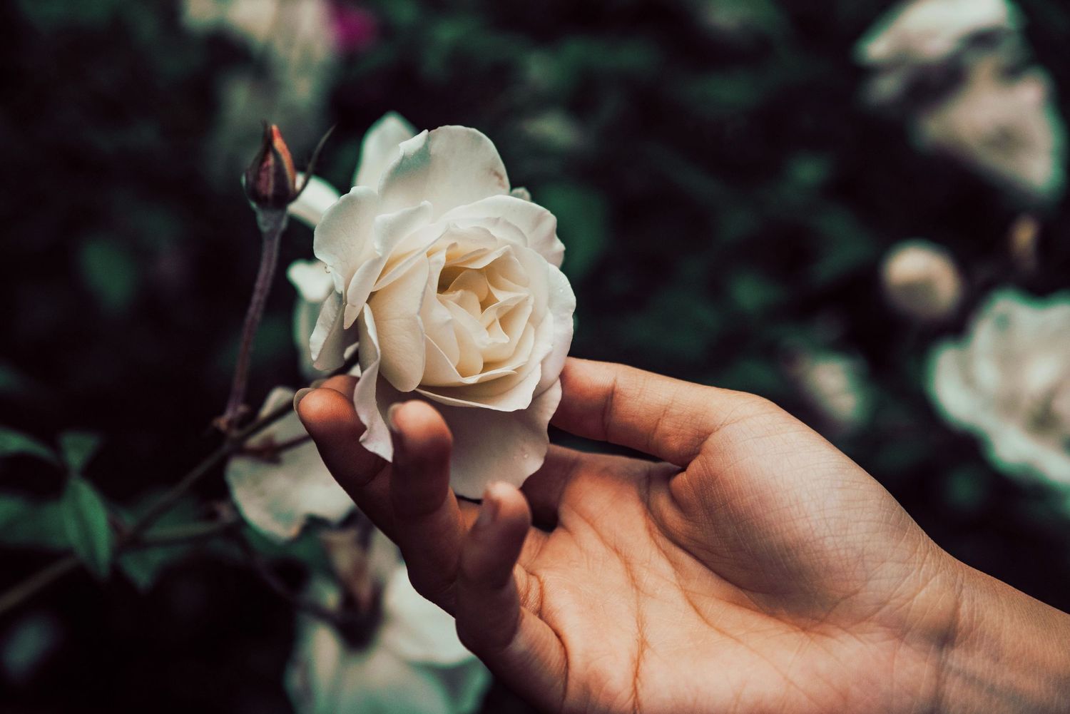 Hand gently holding a delicate white rose bloom in a garden.