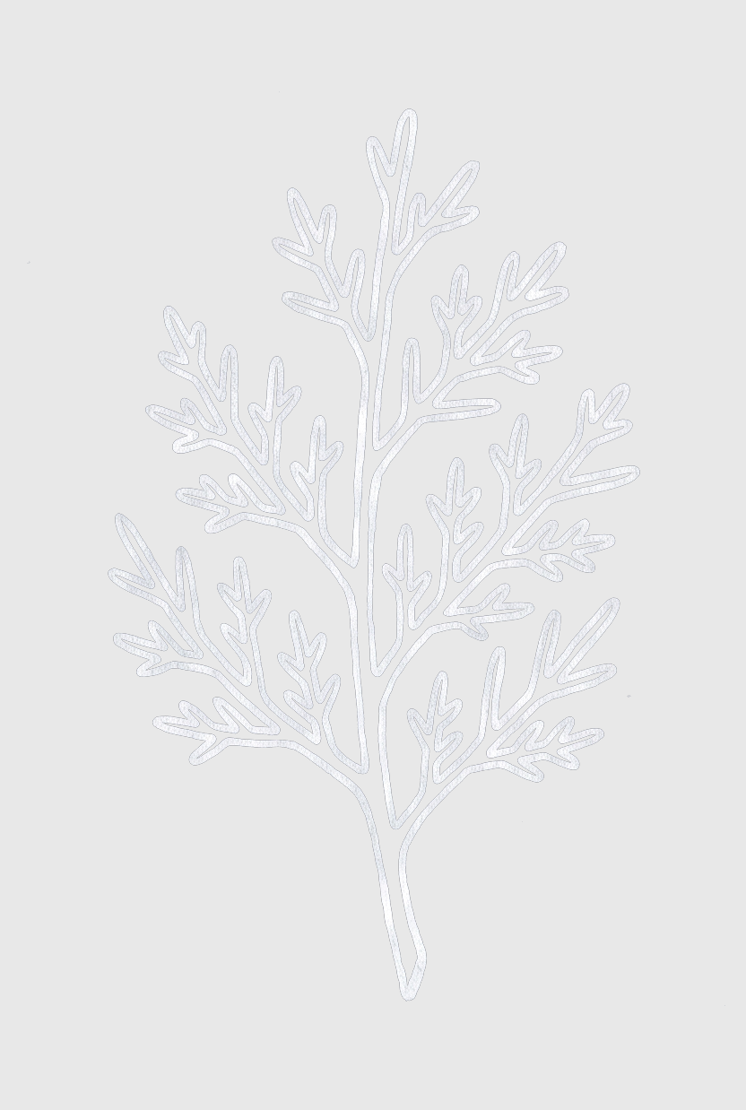 Delicate white botanical illustration of a branching plant with feathery leaves on a soft gray background.