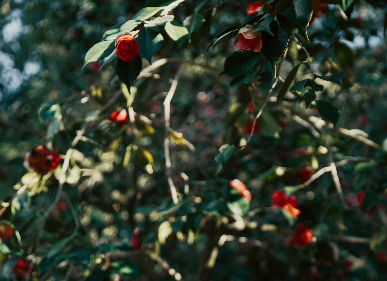Close-up of red berries and green leaves on a tree branch in soft natural light.
