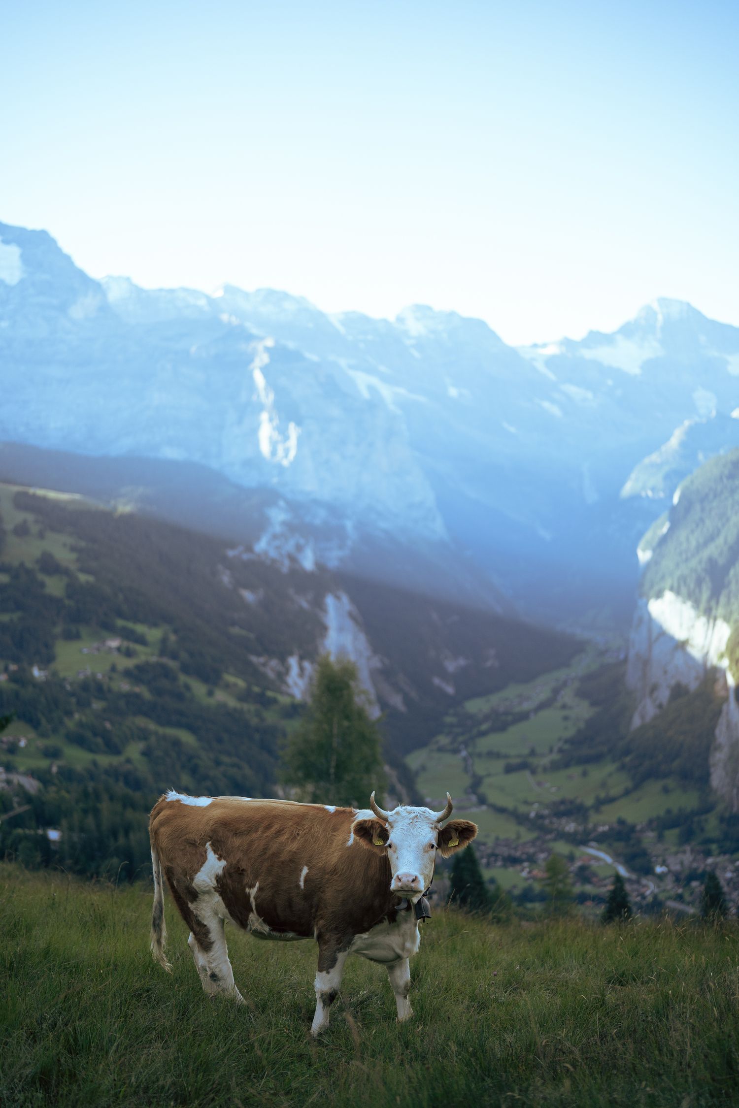 Brown and white cow grazing on alpine meadow with stunning Swiss mountain valley backdrop on a clear day.