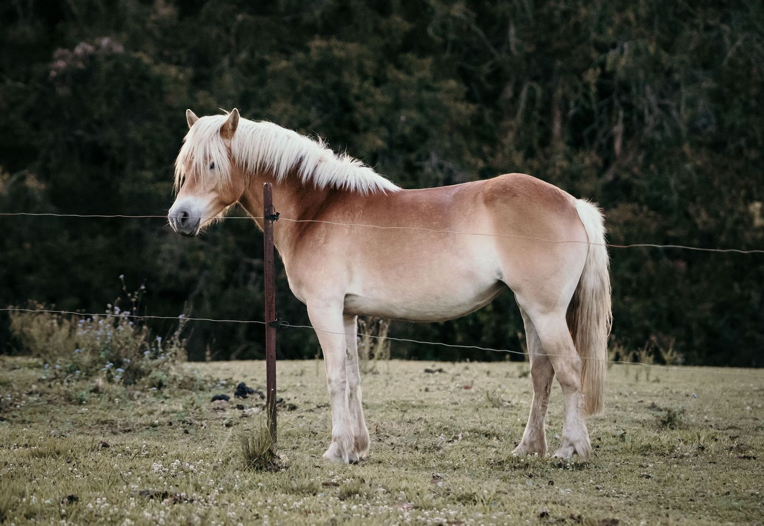 A palomino horse stands beside a fence post in a green pasture surrounded by trees.