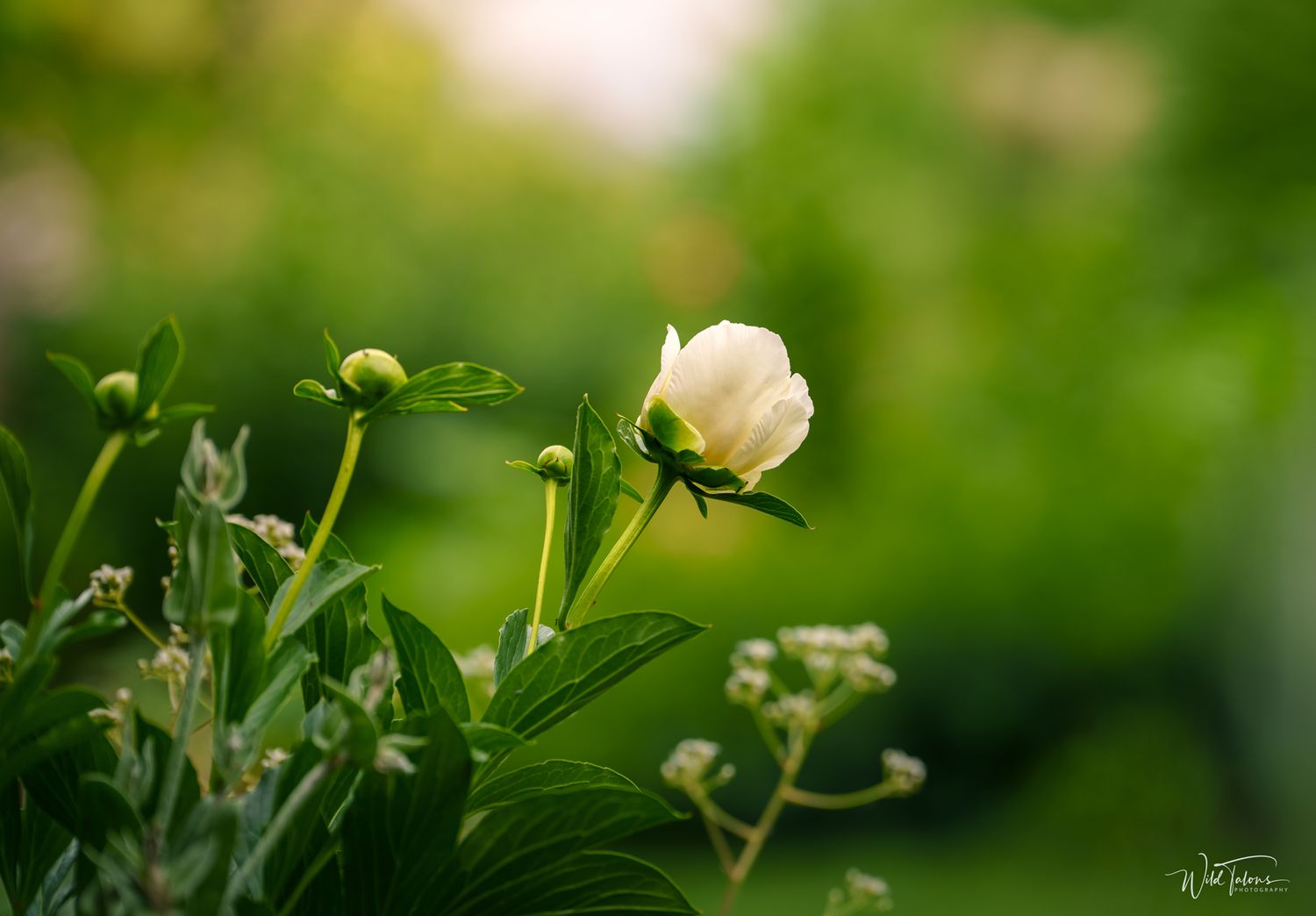 A delicate white peony bloom surrounded by green buds and lush foliage in soft bokeh garden light.