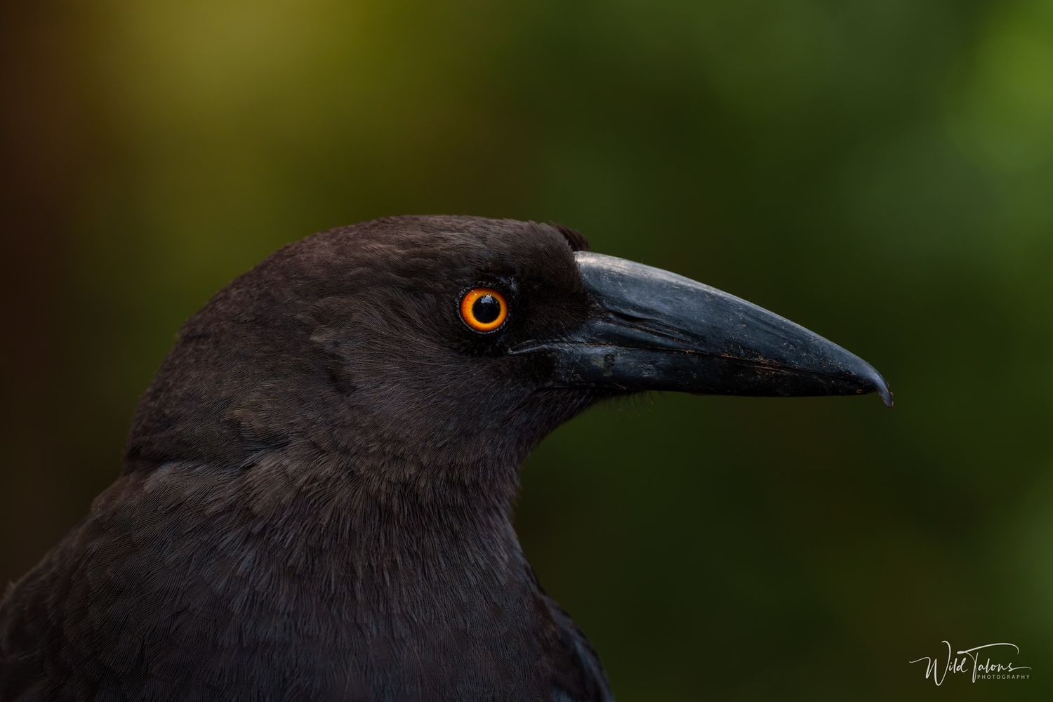 Close-up portrait of a black crow with striking orange eye against green bokeh background.