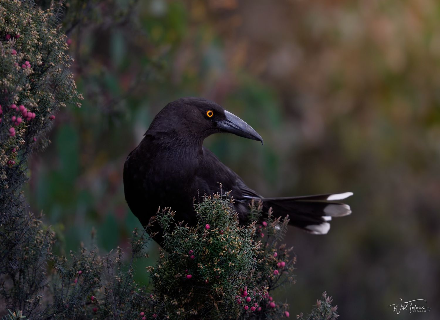 A black currawong bird with a yellow eye perches on a flowering shrub against a blurred colorful background.