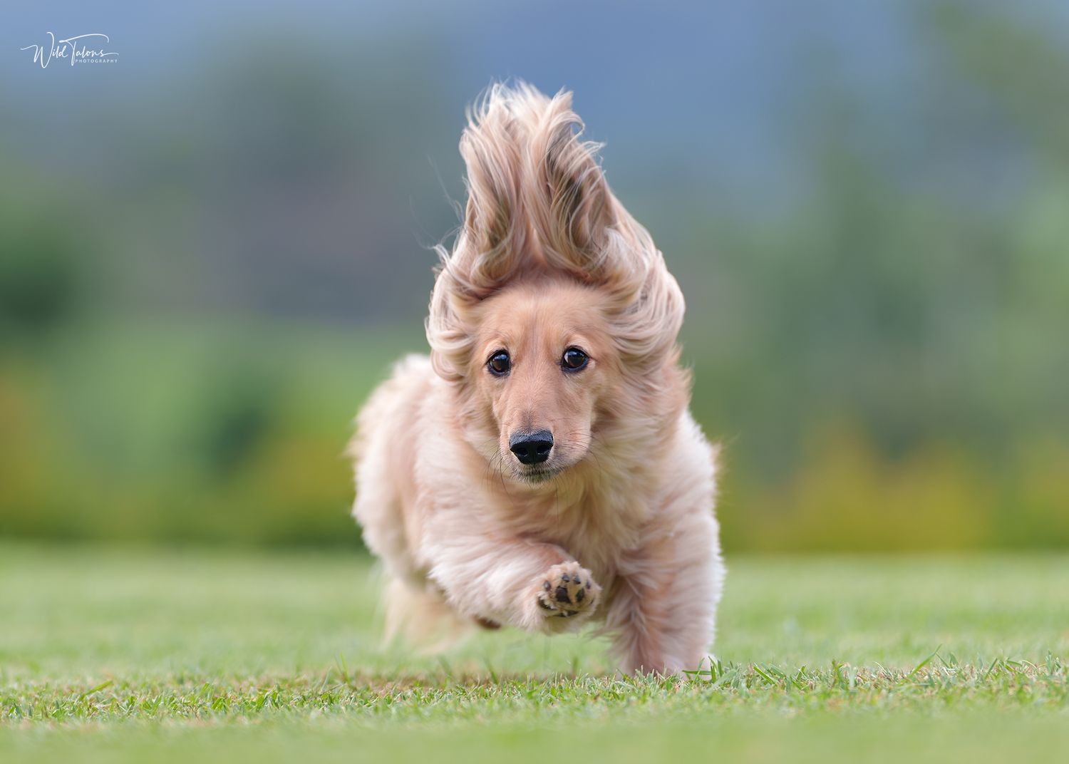 Fluffy golden cocker spaniel puppy running on grass with ears flying in the wind.