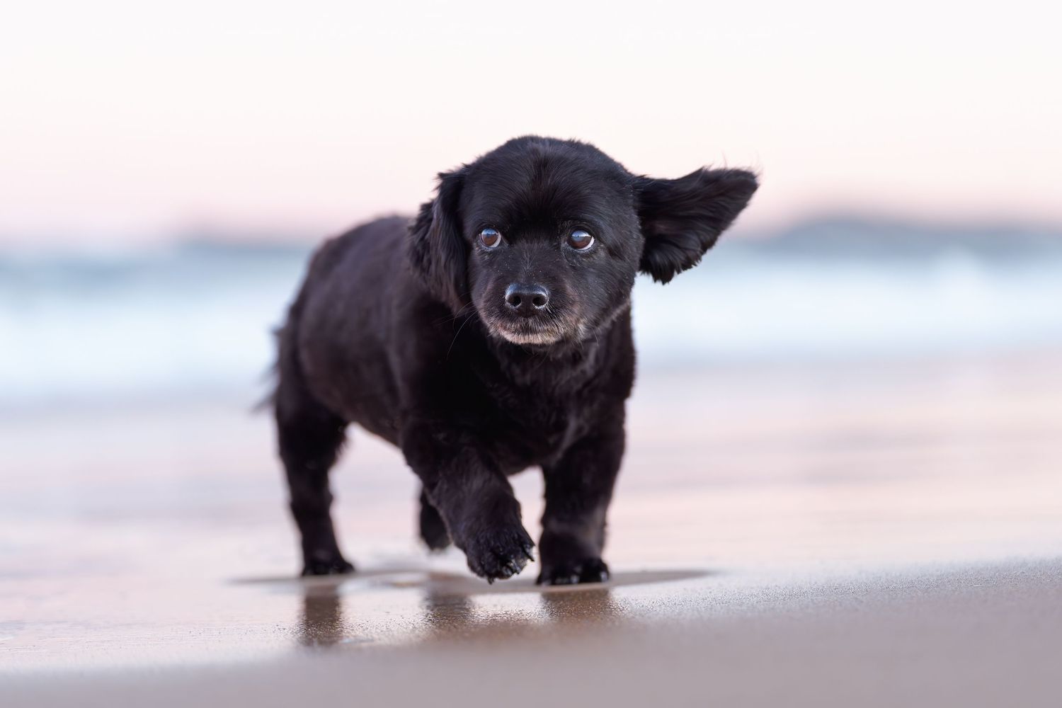 Energetic black puppy runs along wet sandy beach with one ear flopping up, captured at golden hour.