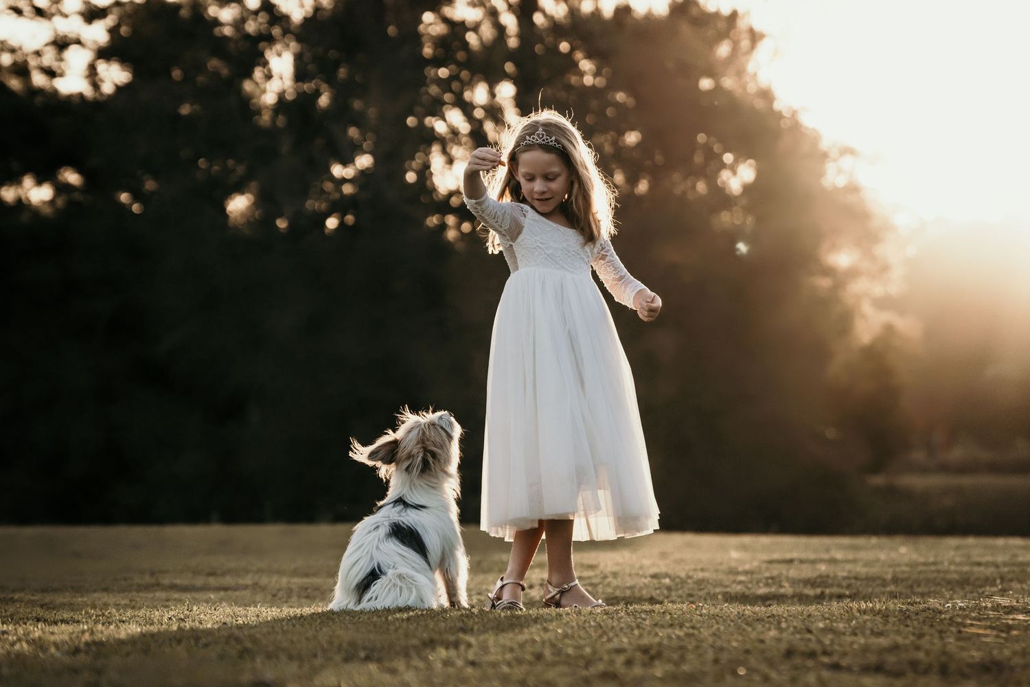 A young girl in a white dress plays with her fluffy dog in a sunlit field at golden hour.