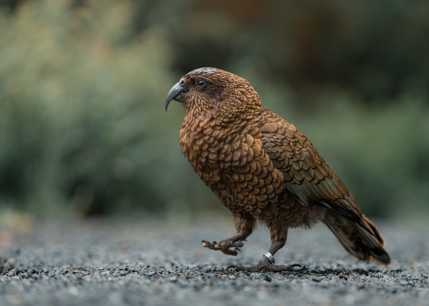 A wild kea parrot walks on gravel ground, showcasing its brown-olive plumage in a natural New Zealand habitat.