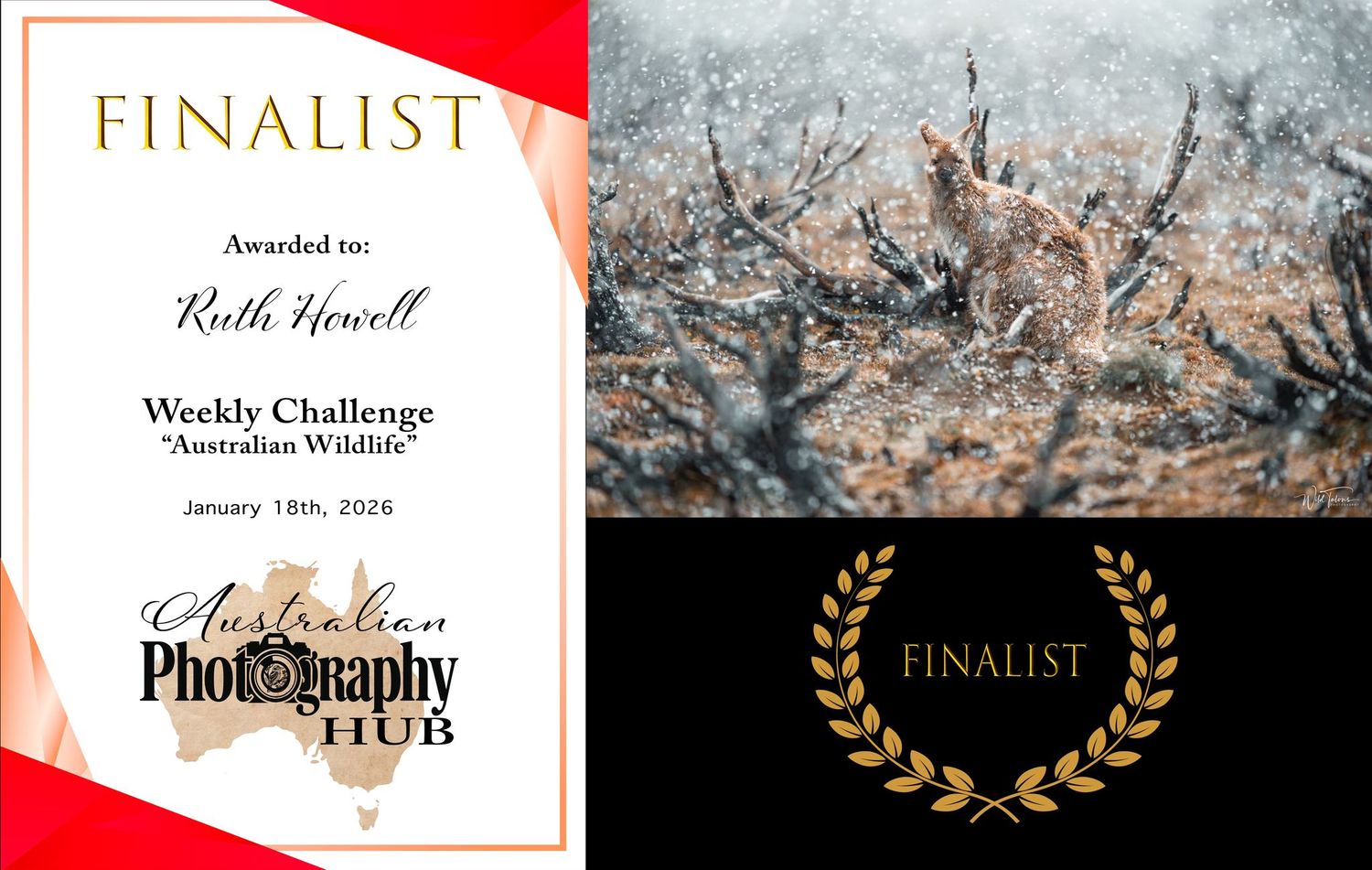 Finalist certificate awarded to Ruth Howell for Australian Wildlife weekly challenge by Australian Photography Hub, January 2025.