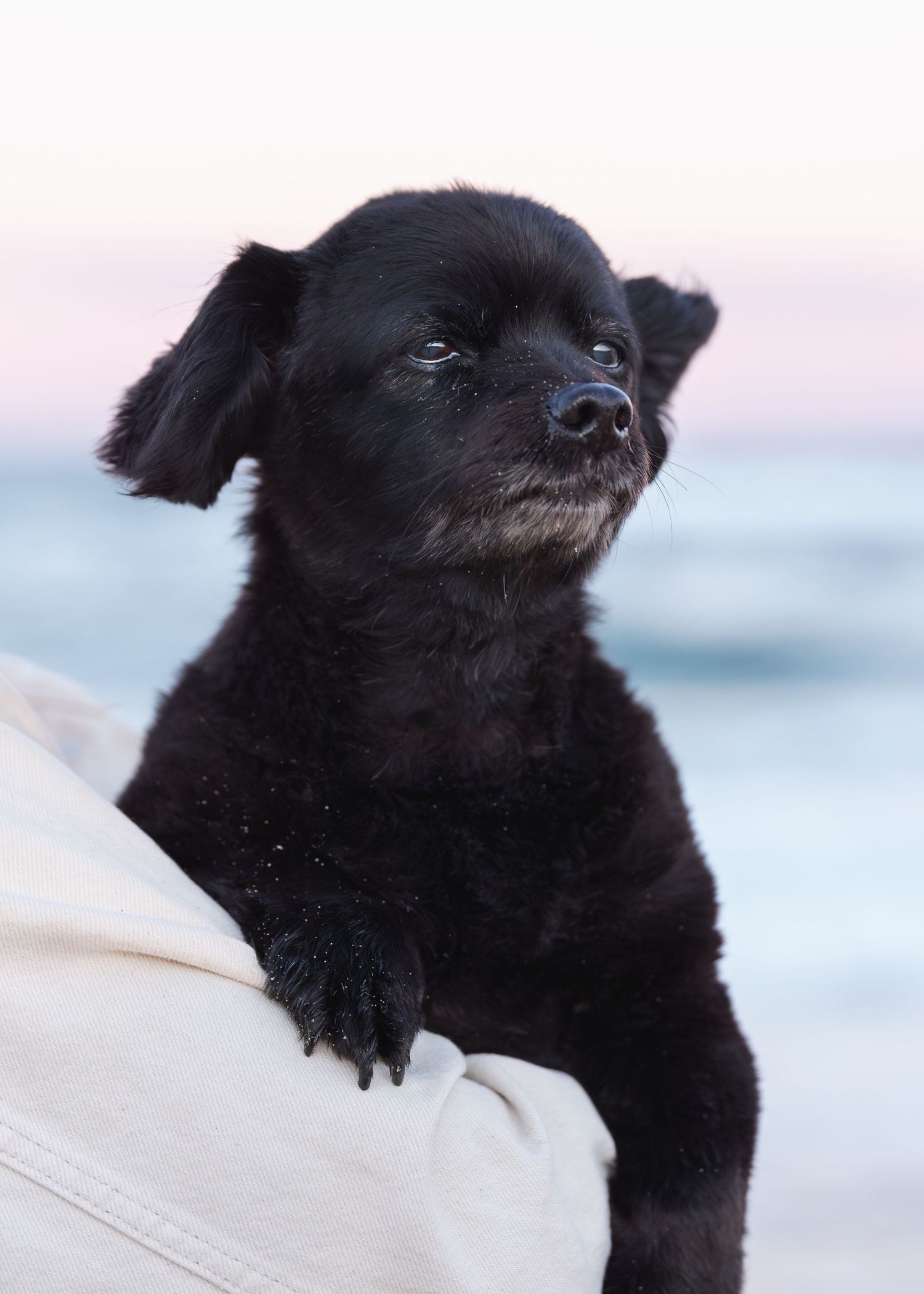 Adorable black puppy with floppy ears rests its paws on a shoulder, gazing upward against a soft pastel beach backdrop.
