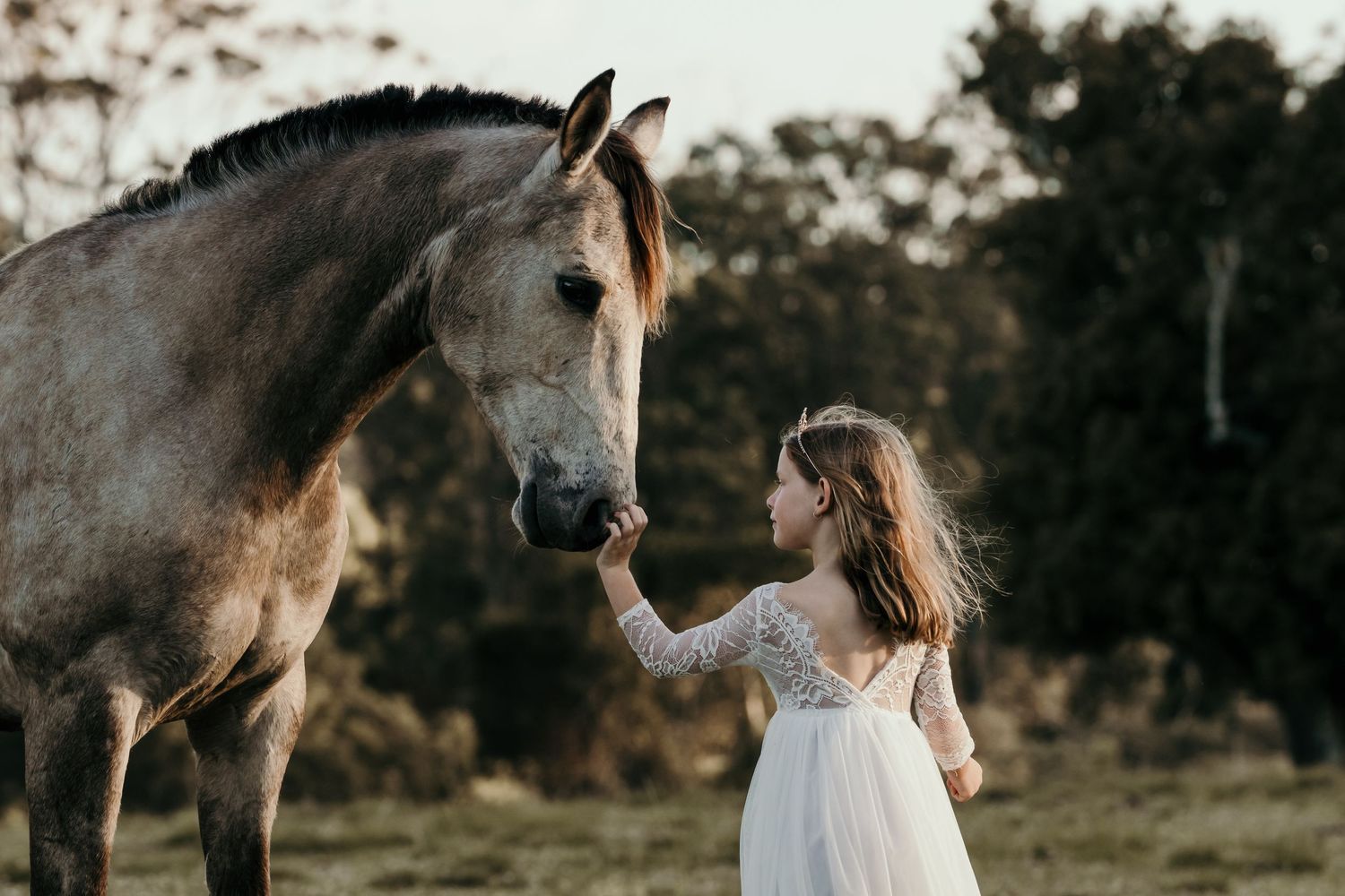 Young girl in white lace dress hand-feeding a grey horse in an open grassy field.