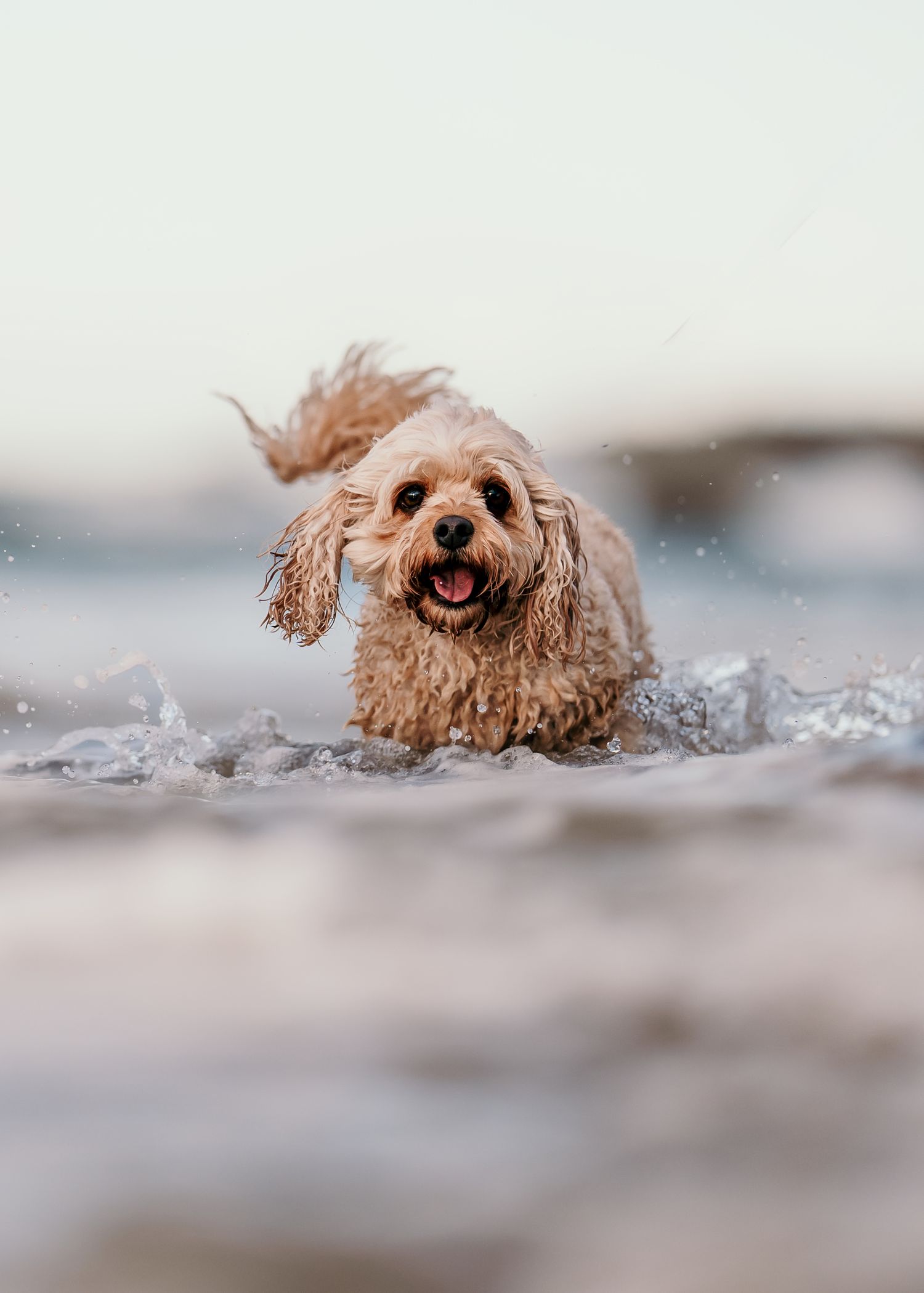 Wet fluffy cavoodle dog running through ocean waves at the beach with tongue out.