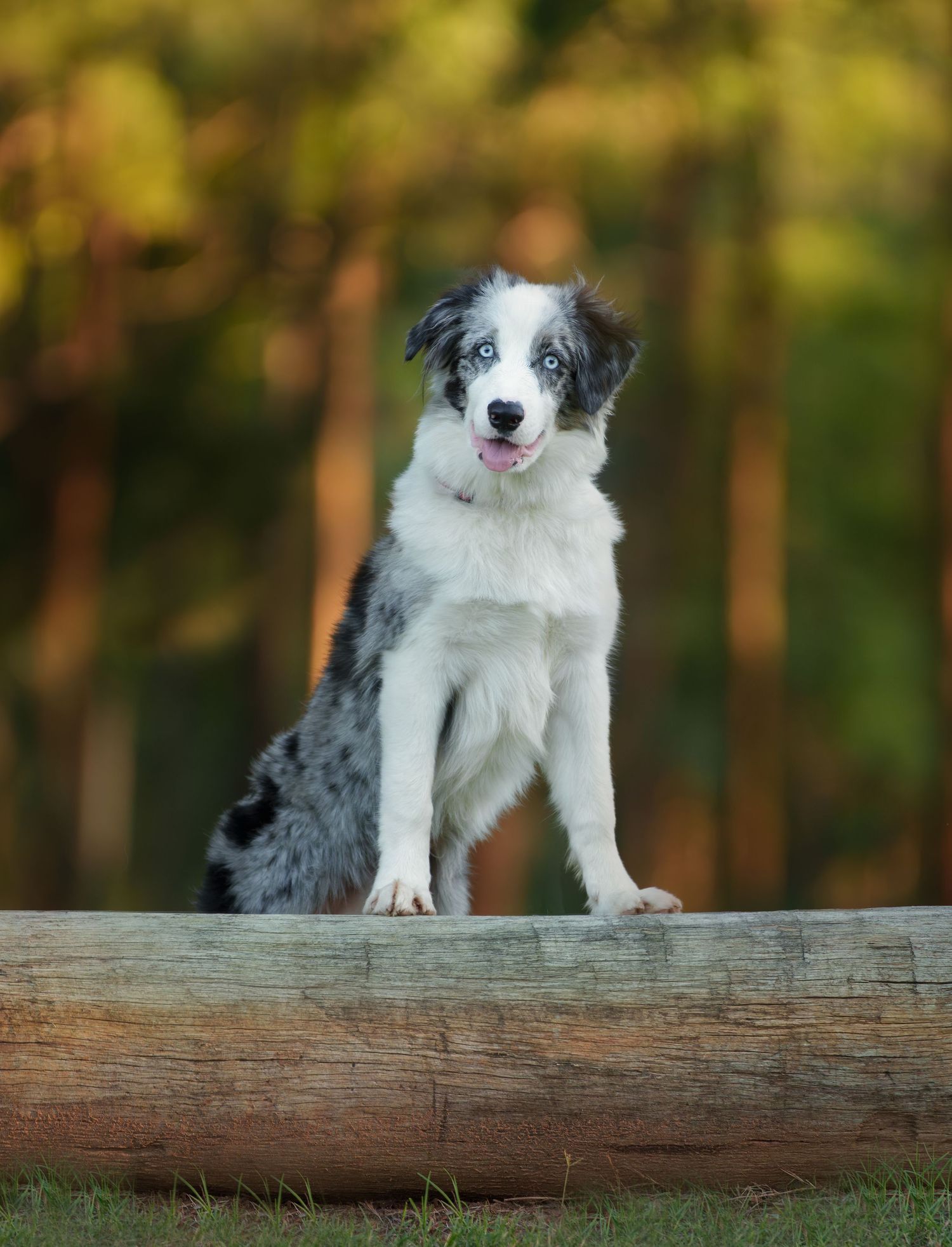 Blue merle Border Collie puppy standing on a log with tongue out in forest.