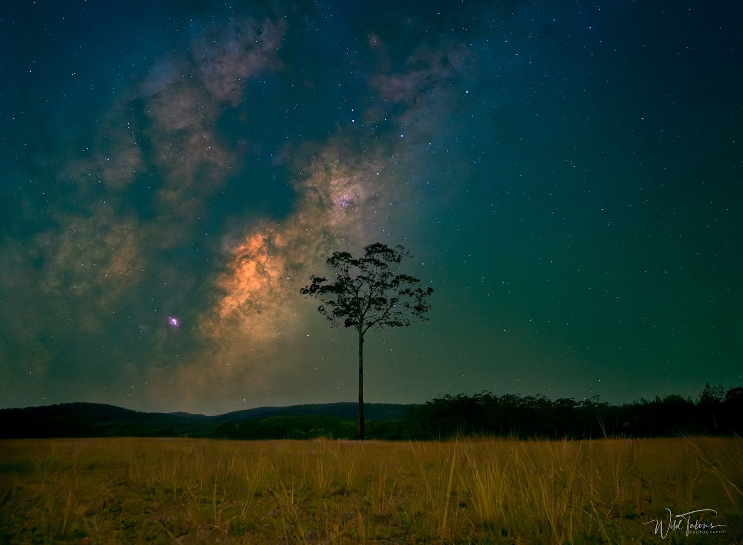 Lone tree silhouetted against a vibrant Milky Way galaxy in a starry night sky over a golden grassland field.