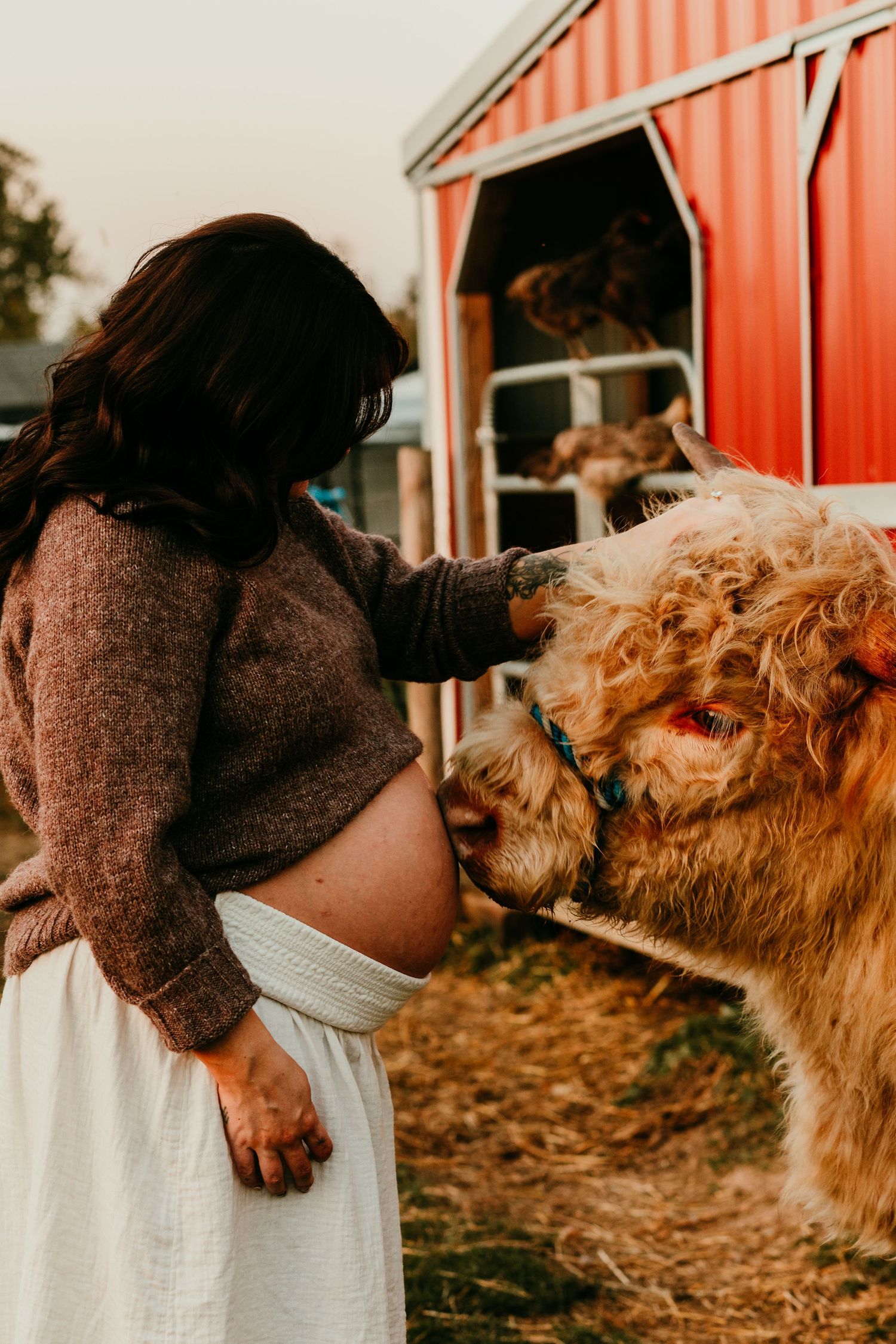 Pregnant woman gently petting a fluffy Highland cow near a red barn in soft evening light.