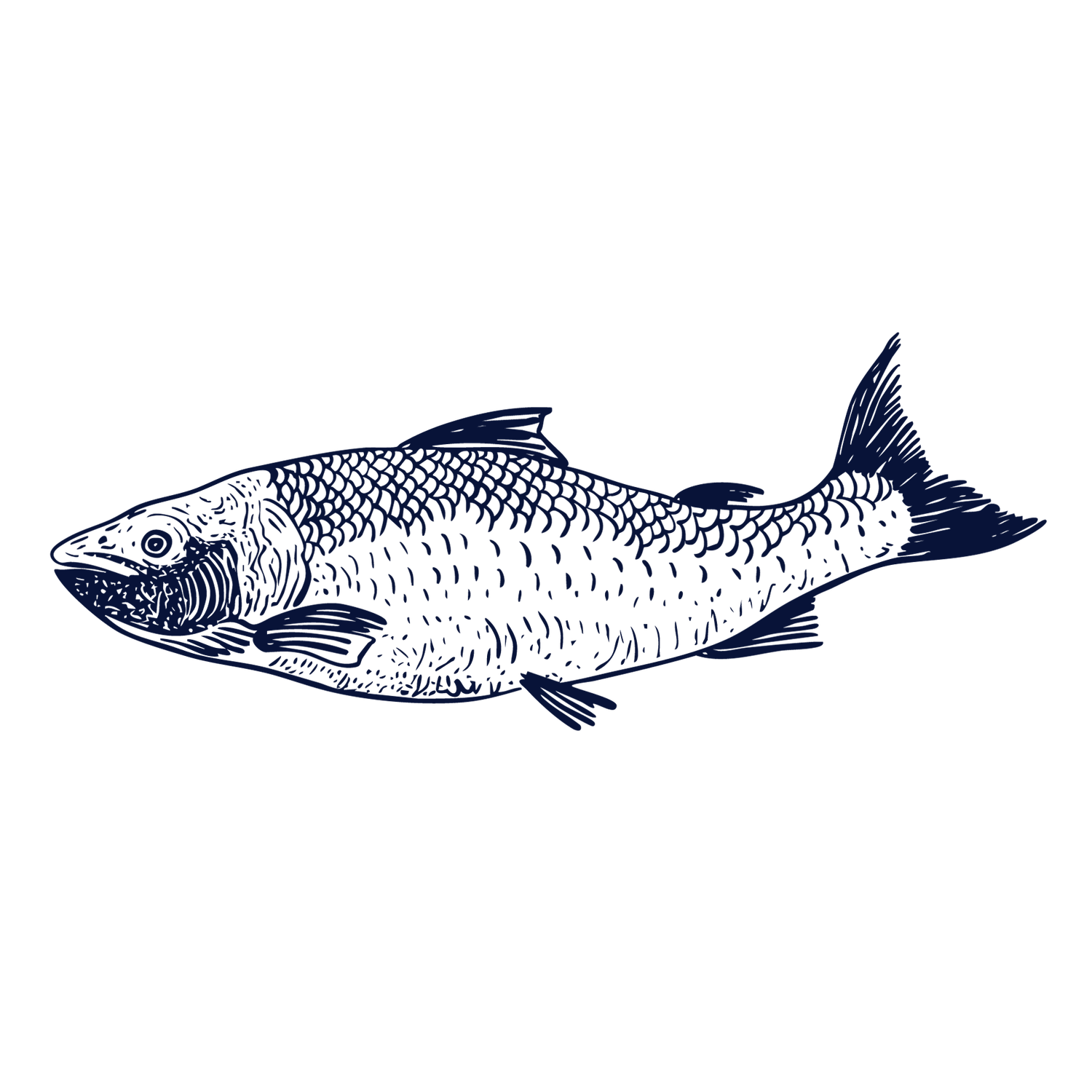 Detailed navy blue illustration of a herring fish on white background for seafood menu.