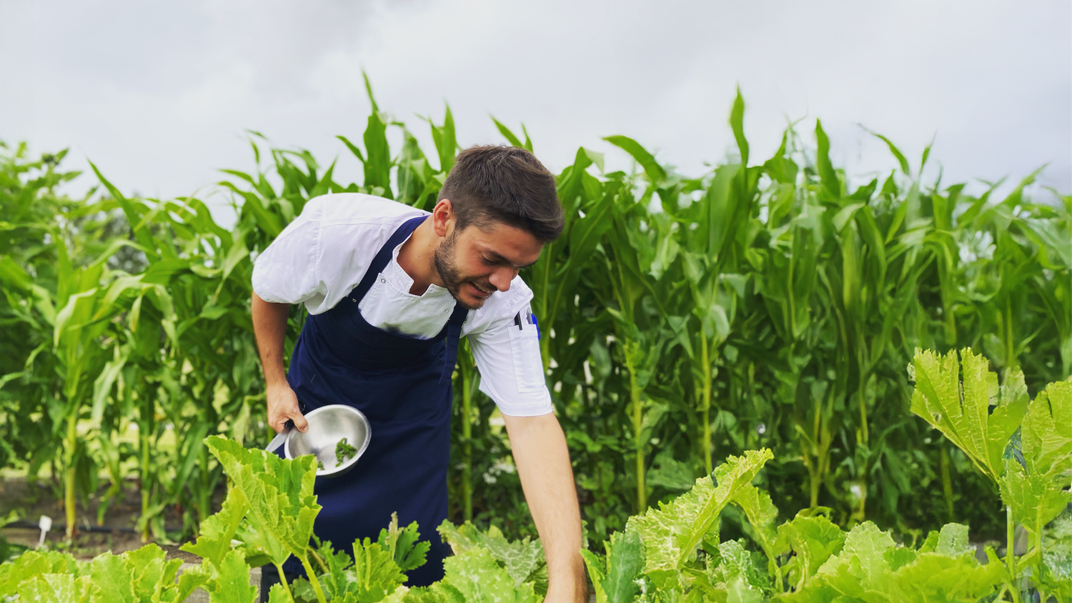 Chef in apron harvesting fresh vegetables in a lush green garden with corn stalks.