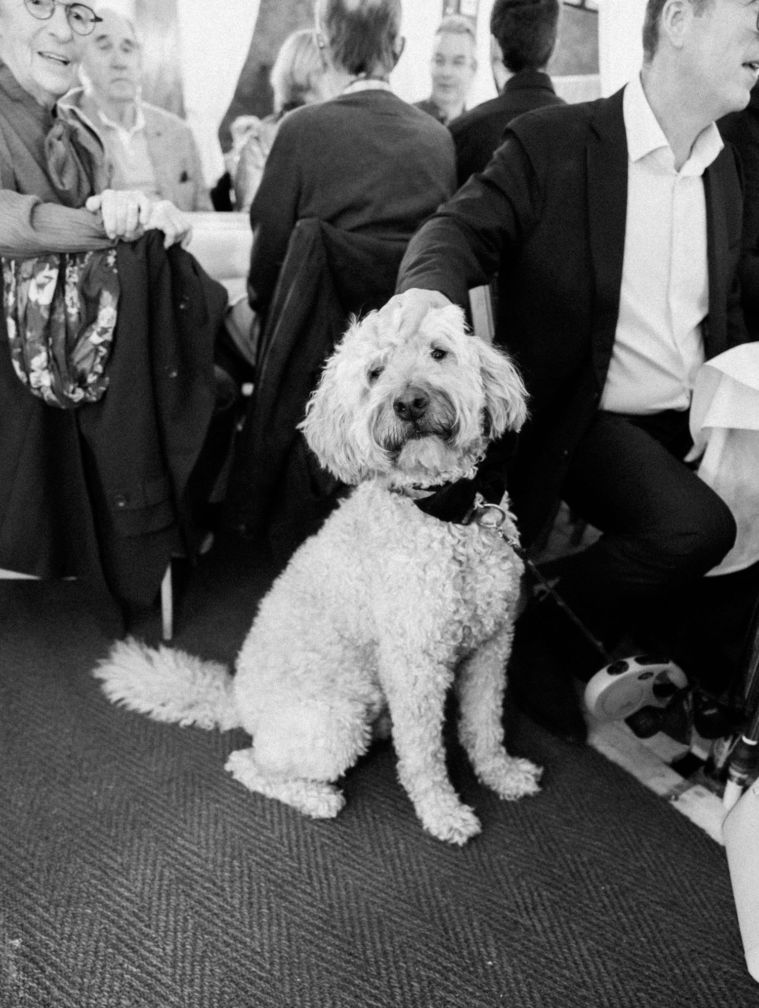 Fluffy white Labradoodle with bow tie sitting among wedding guests in black and white.
