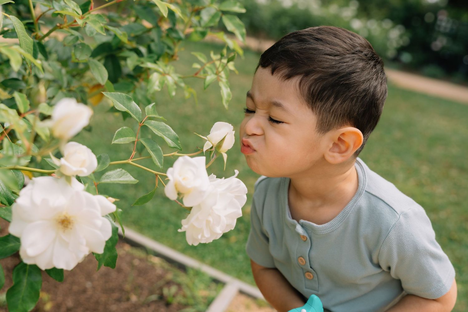 A young Asian boy smelling white roses in a garden, eyes closed, enjoying the fragrant blooms outdoors.