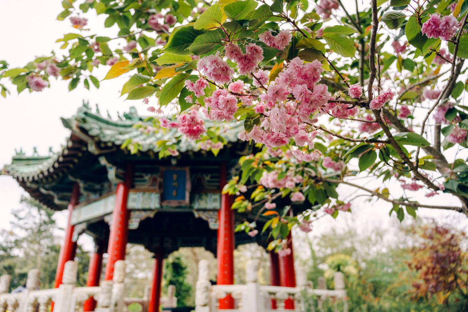 Pink cherry blossoms in foreground with traditional Chinese pavilion visible in background.