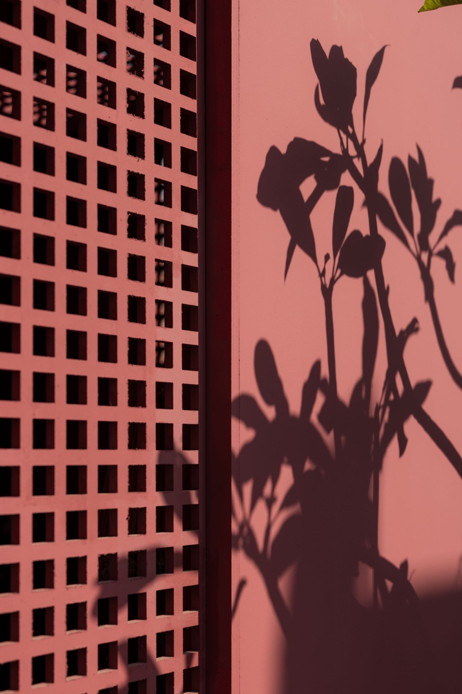 Shadow of flowering plant branches cast dramatically on a pink lattice and solid wall surface.