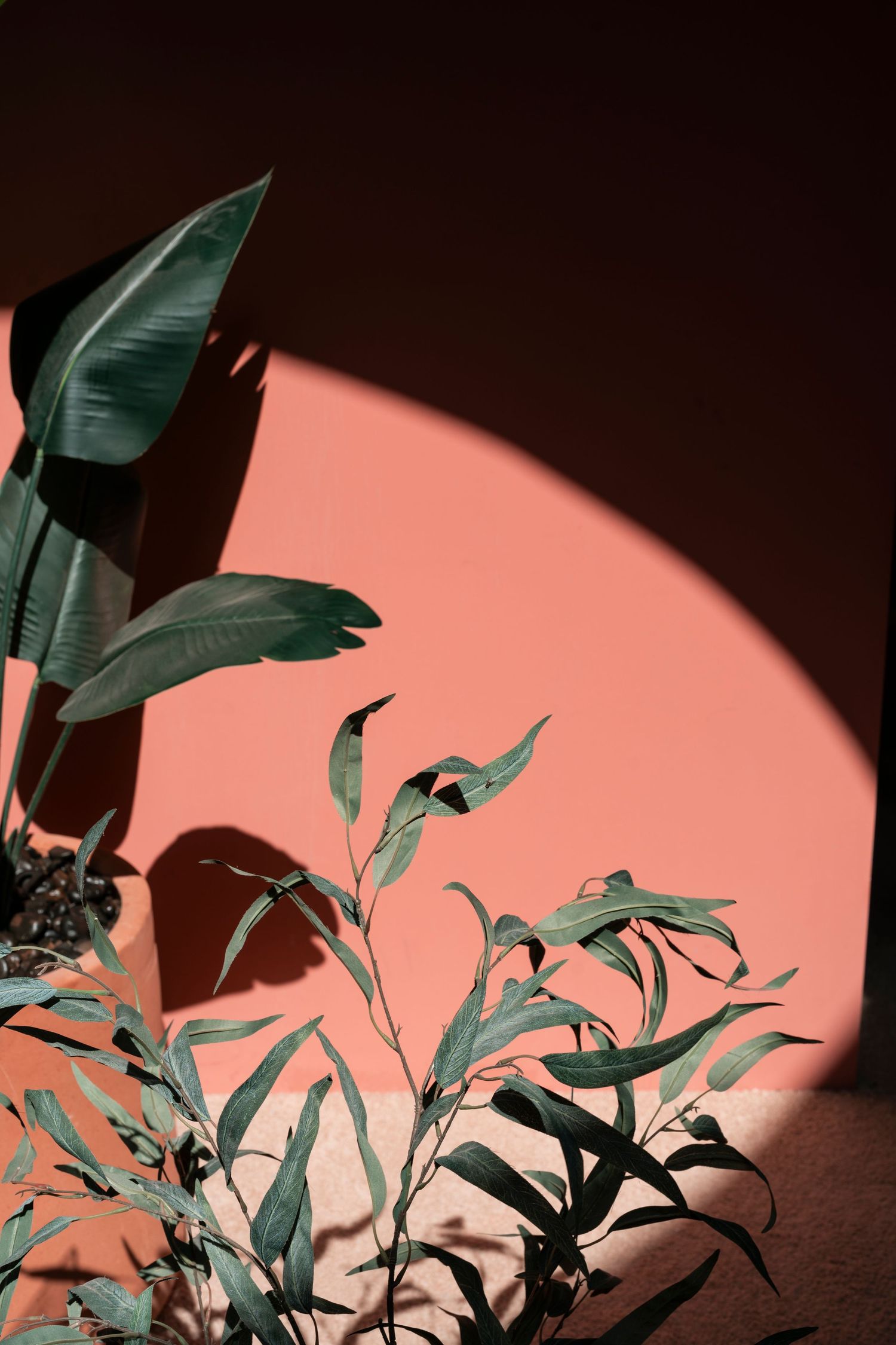 Green tropical banana and eucalyptus plants against warm coral pink sunlit wall.