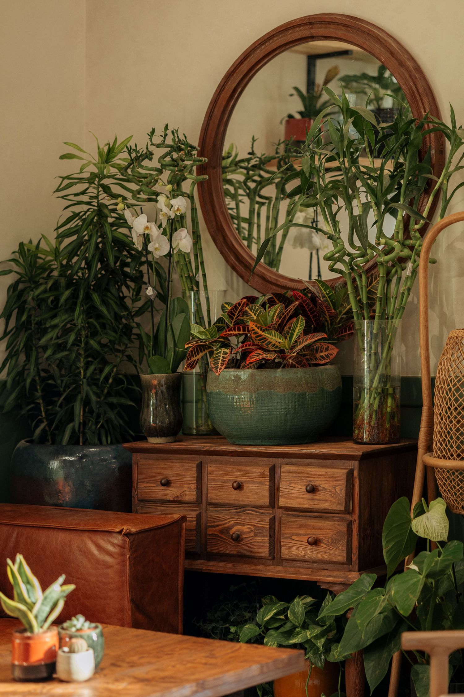 Vintage wooden dresser with lush tropical plants, orchids, and round mirror in a cozy bohemian interior.